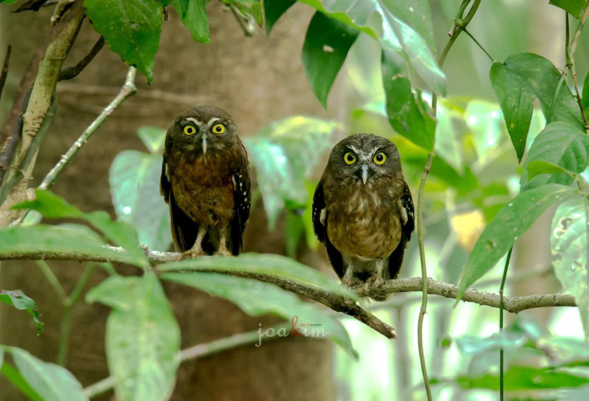 Tangkoko Backpacker Home Stay Rinondoran 외부 사진