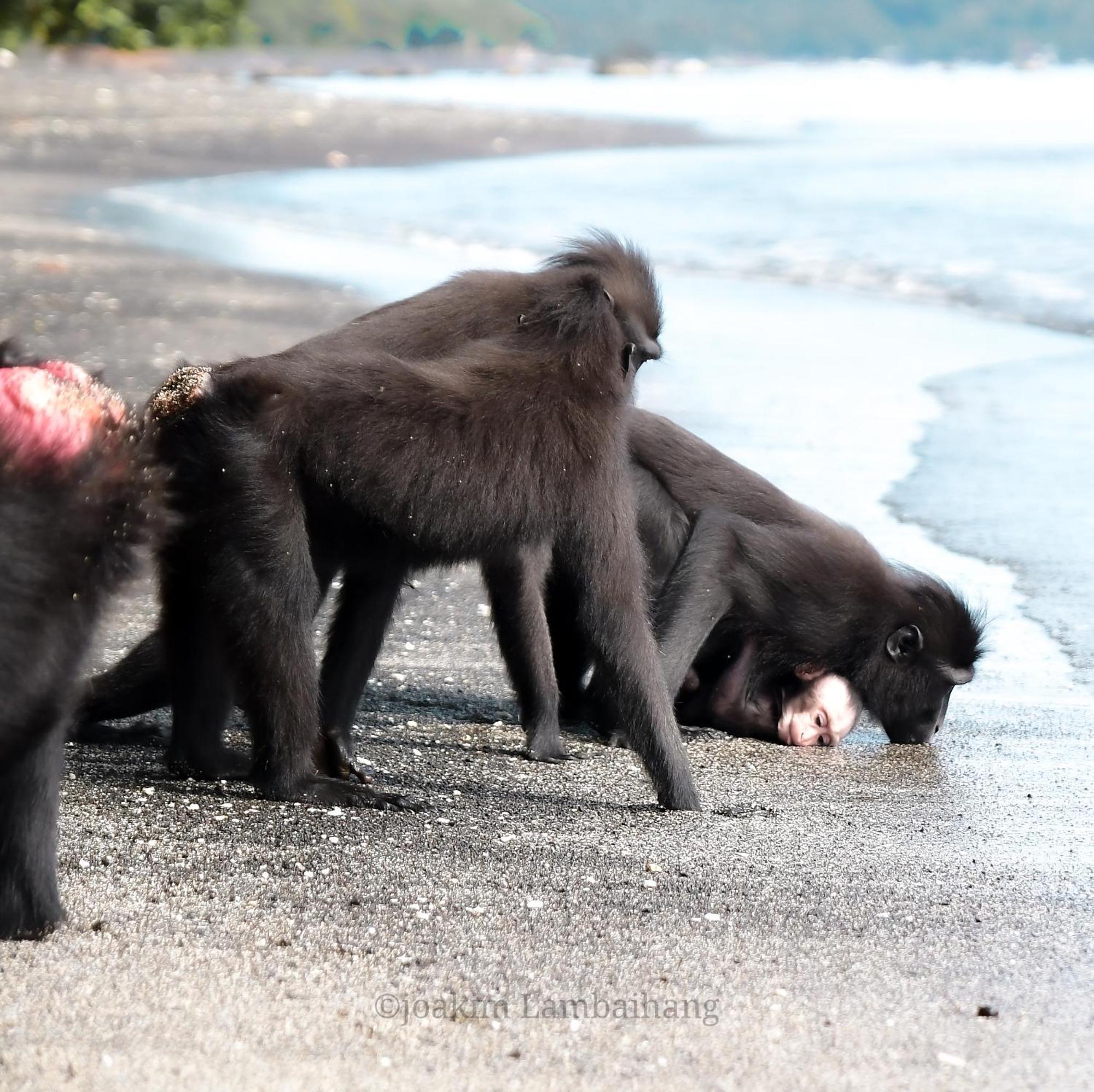 Tangkoko Backpacker Home Stay Rinondoran 외부 사진